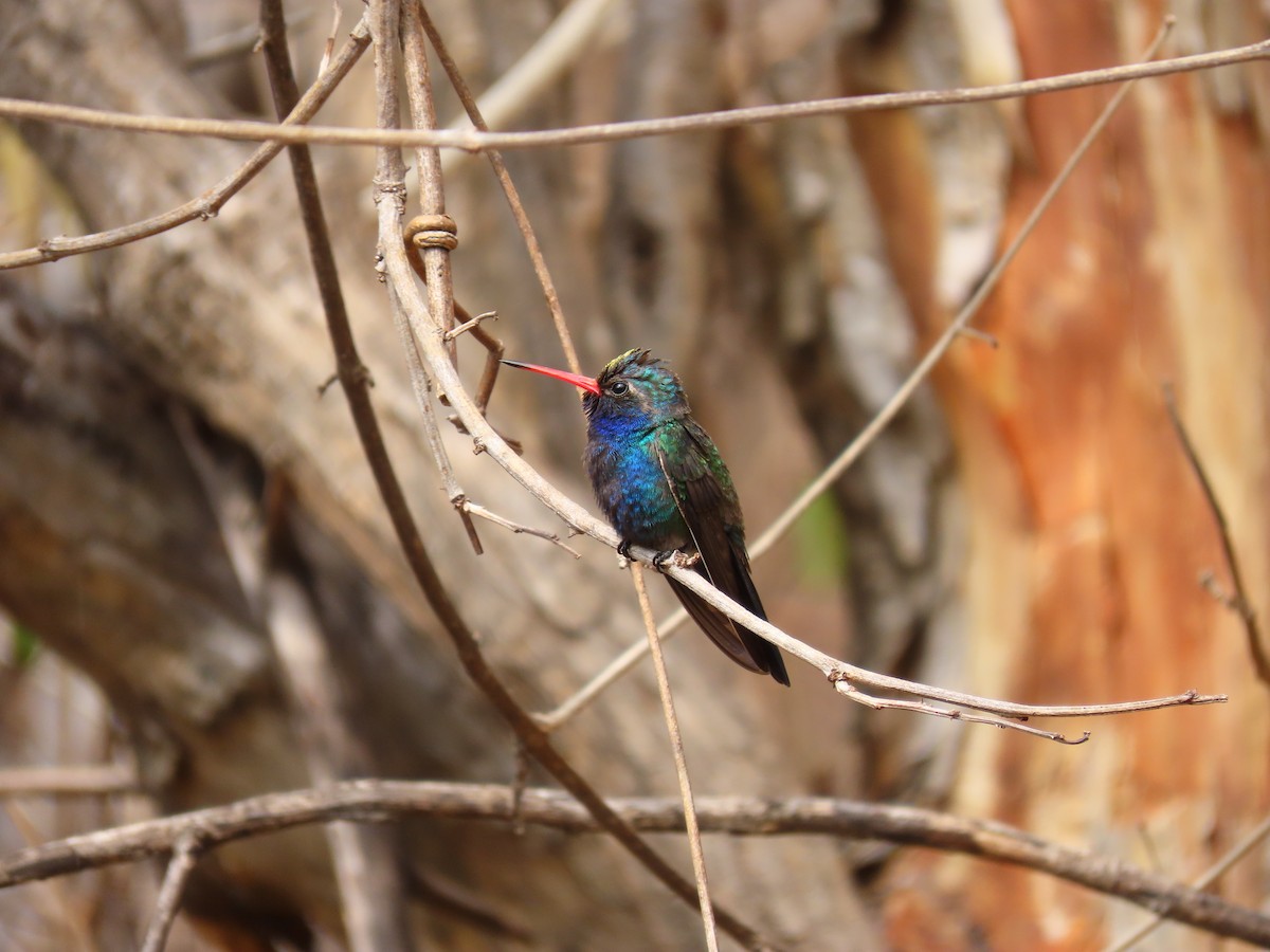 Turquoise-crowned Hummingbird - ML314564651