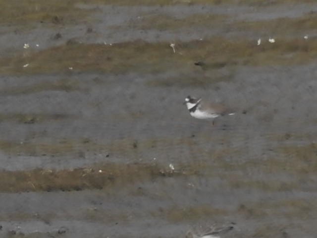 Semipalmated Plover - ML31456591
