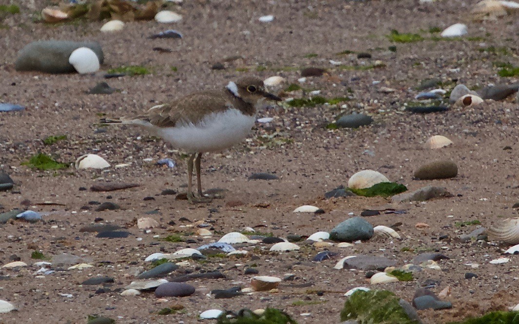 Little Ringed Plover - Craig Robson