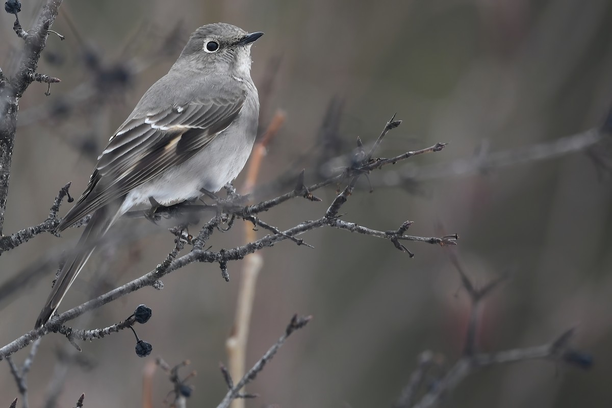 Townsend's Solitaire - ML314587751