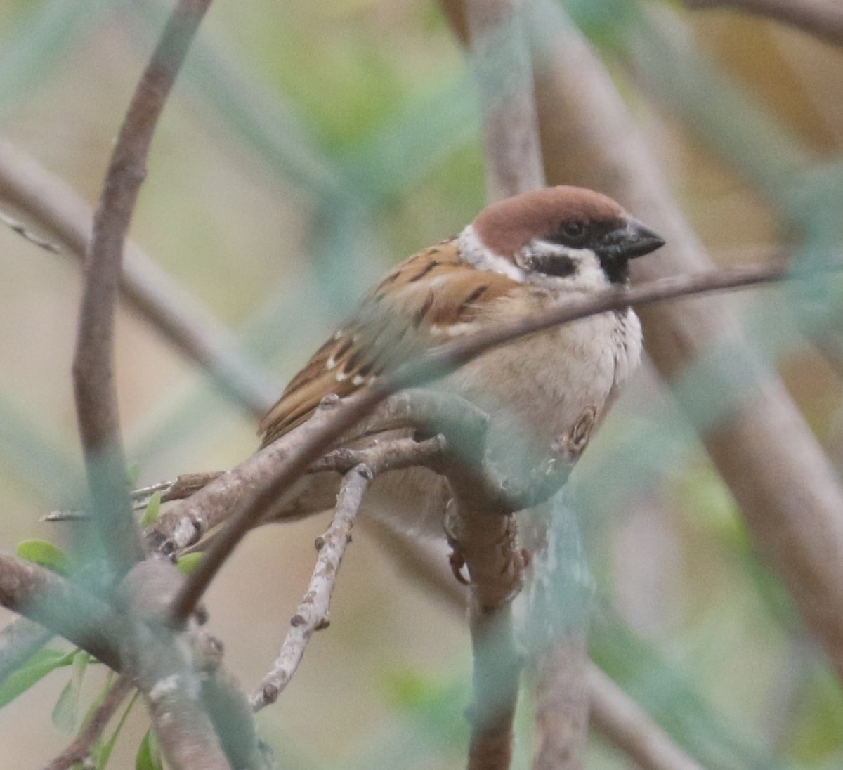Eurasian Tree Sparrow - ML314591141