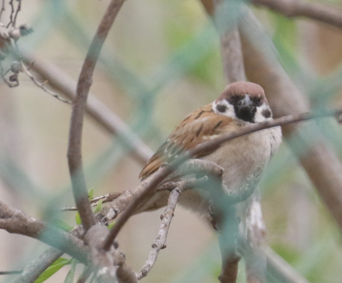 Eurasian Tree Sparrow - ML314591151