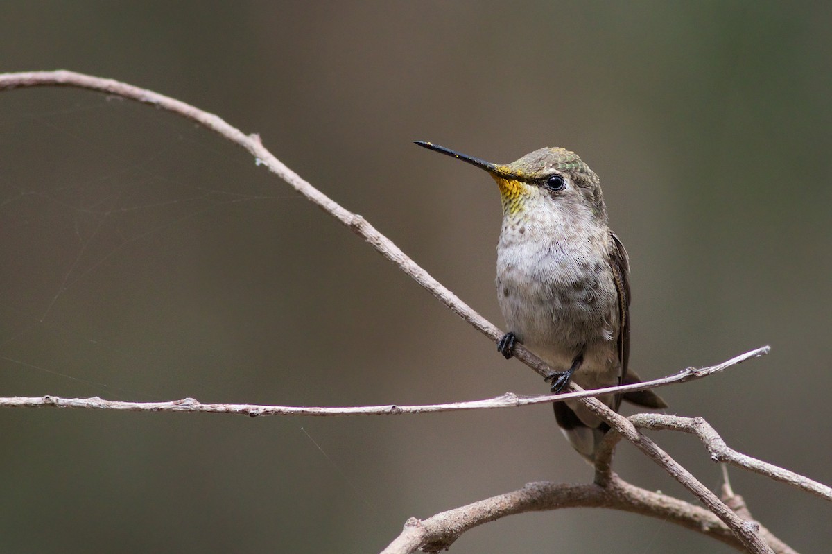 Anna's Hummingbird - ML31459271