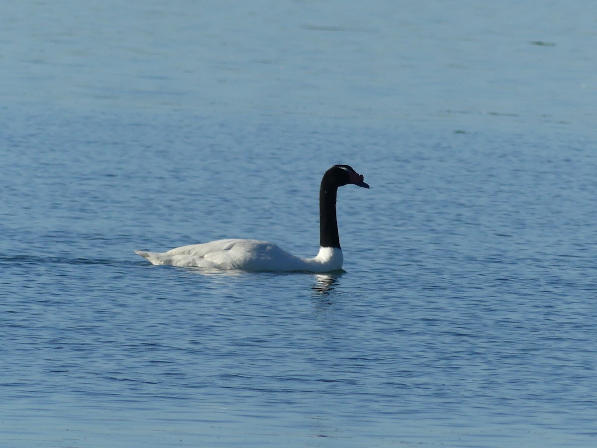 Black-necked Swan - ML314592911