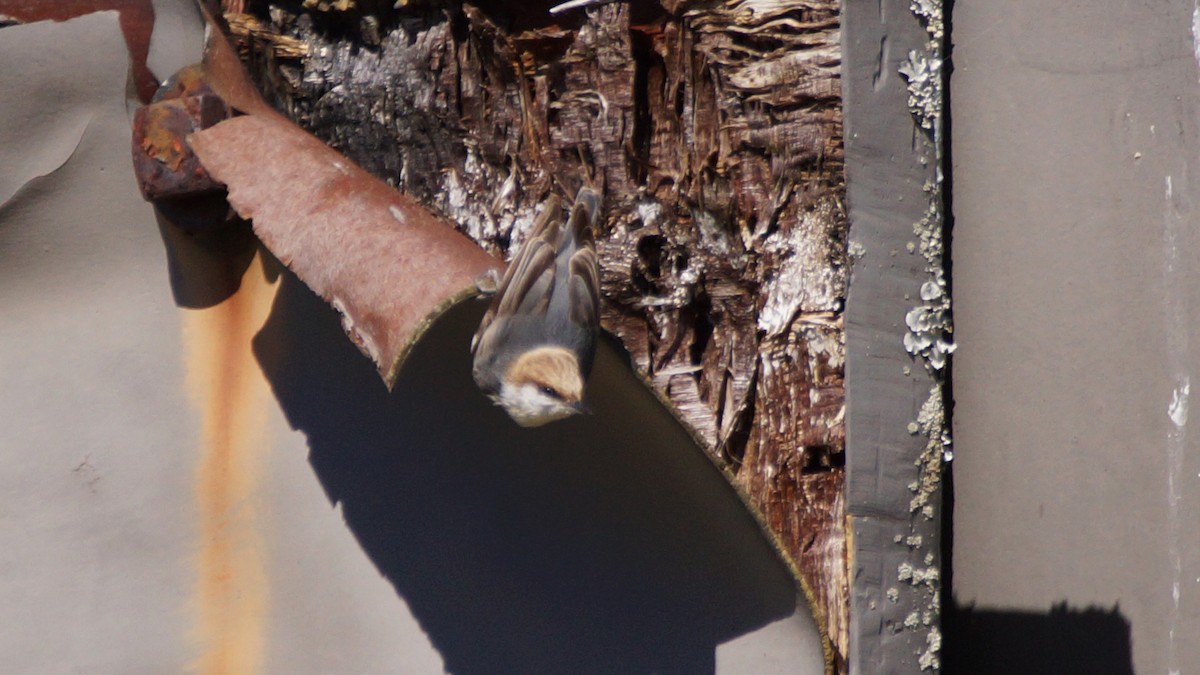 Brown-headed Nuthatch - ML314593161