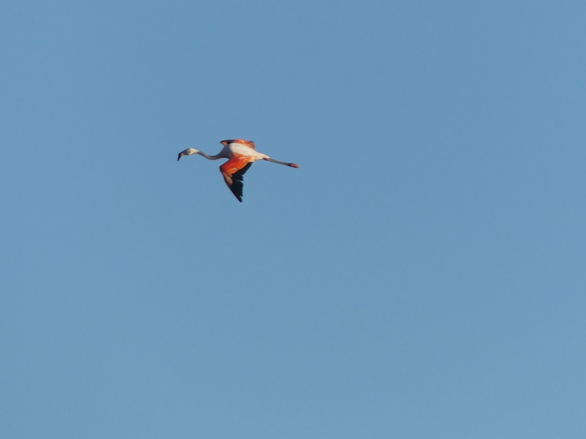 Chilean Flamingo - ML314593861