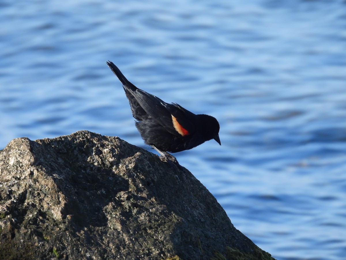 Red-winged Blackbird - John  Paalvast