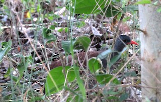 Tataupa Tinamou, ML31459791