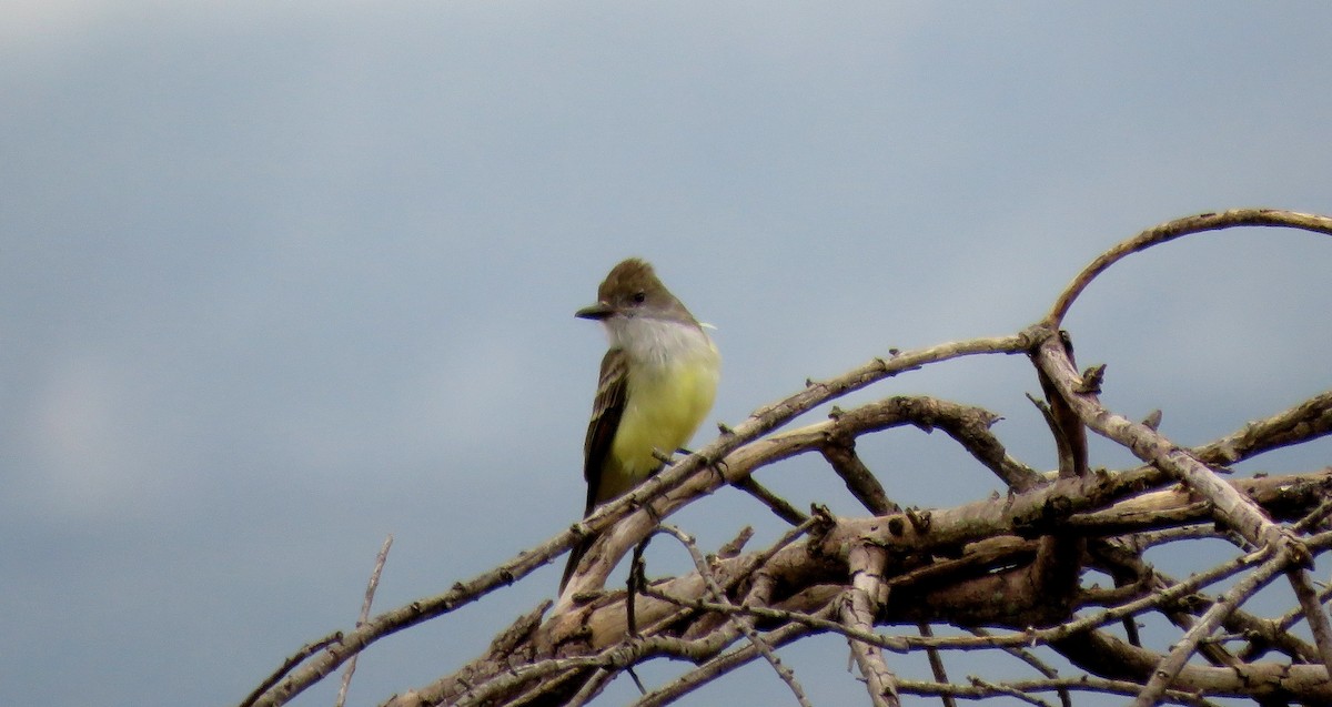Brown-crested Flycatcher (South American) - ML31459871