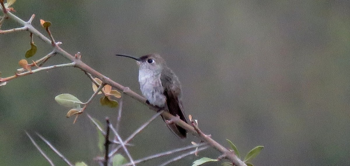 Spot-throated Hummingbird - ML31459881