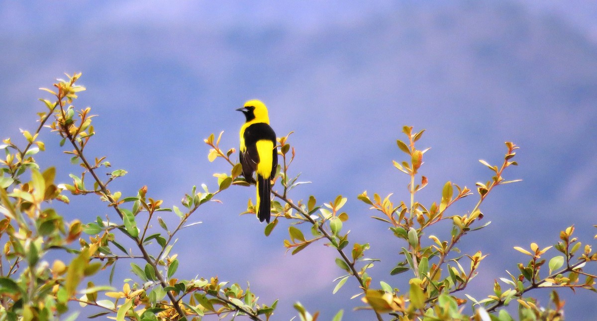 Yellow-tailed Oriole - ML31459921