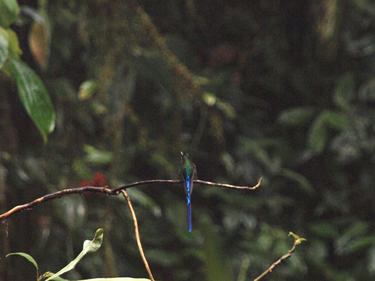 Violet-tailed Sylph - Bitty Roy