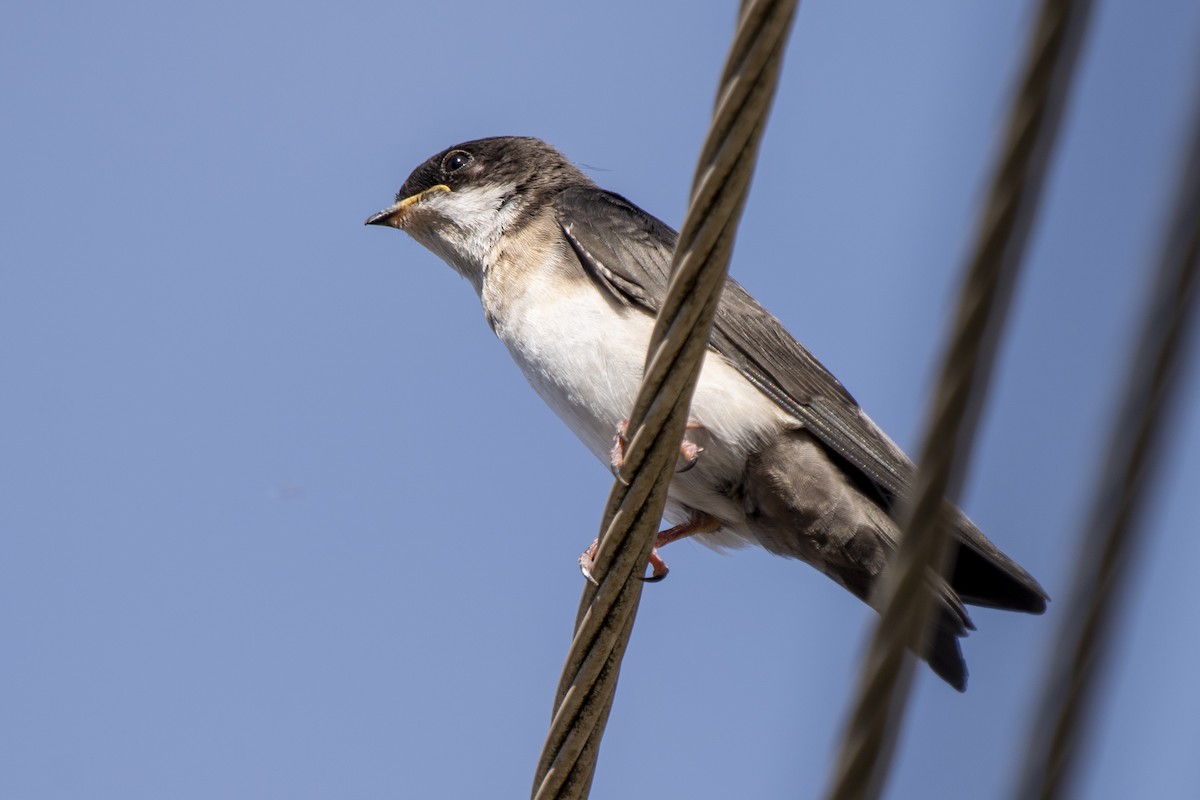 Blue-and-white Swallow - ML314602381