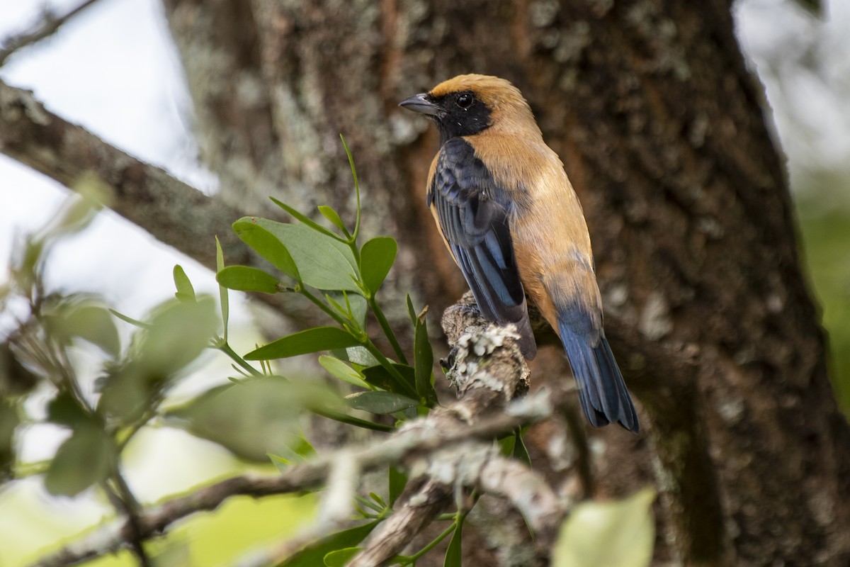 Burnished-buff Tanager - ML314602861