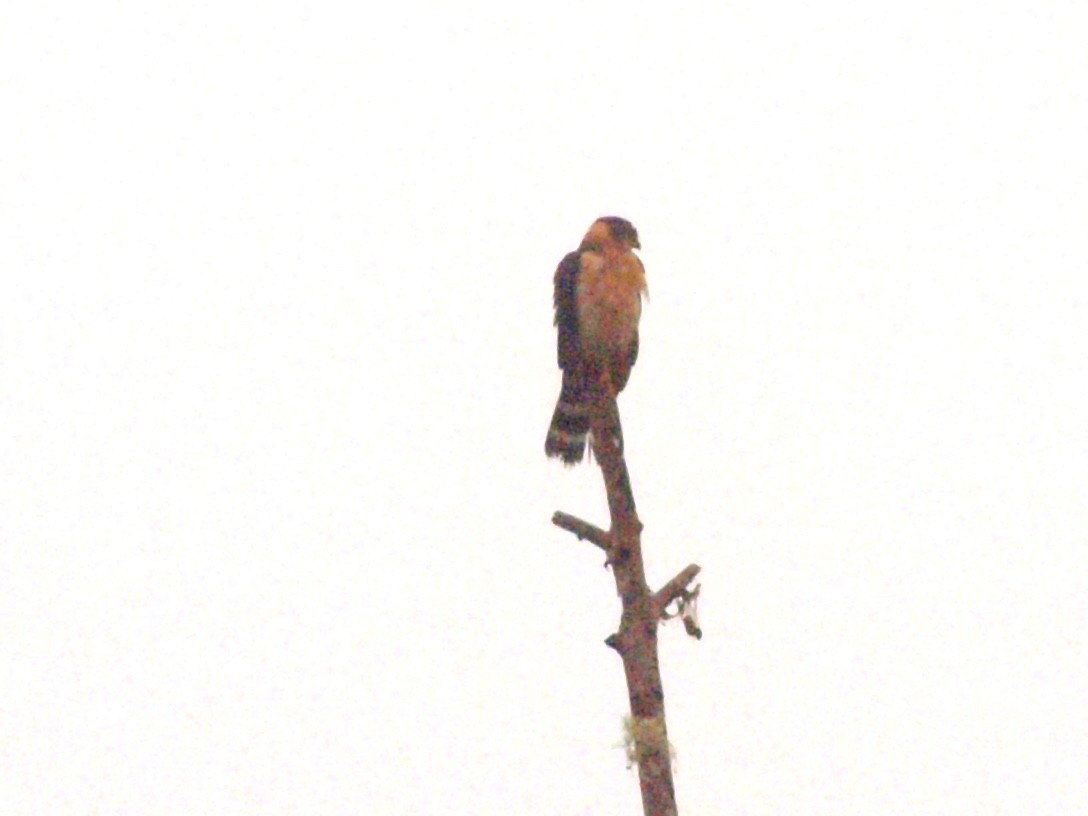 Collared Forest-Falcon - Bitty Roy