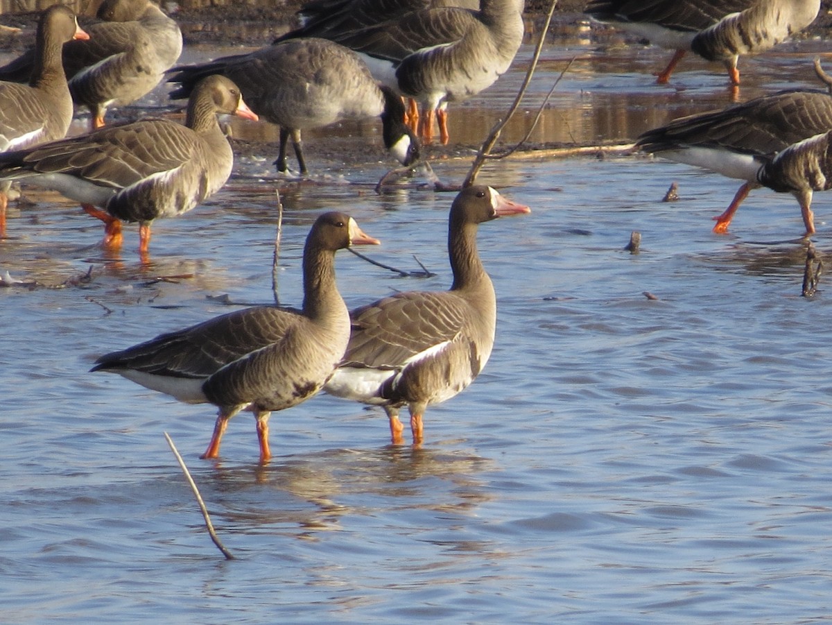 Greater White-fronted Goose - Chris Anderson
