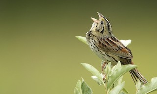  - Henslow's Sparrow