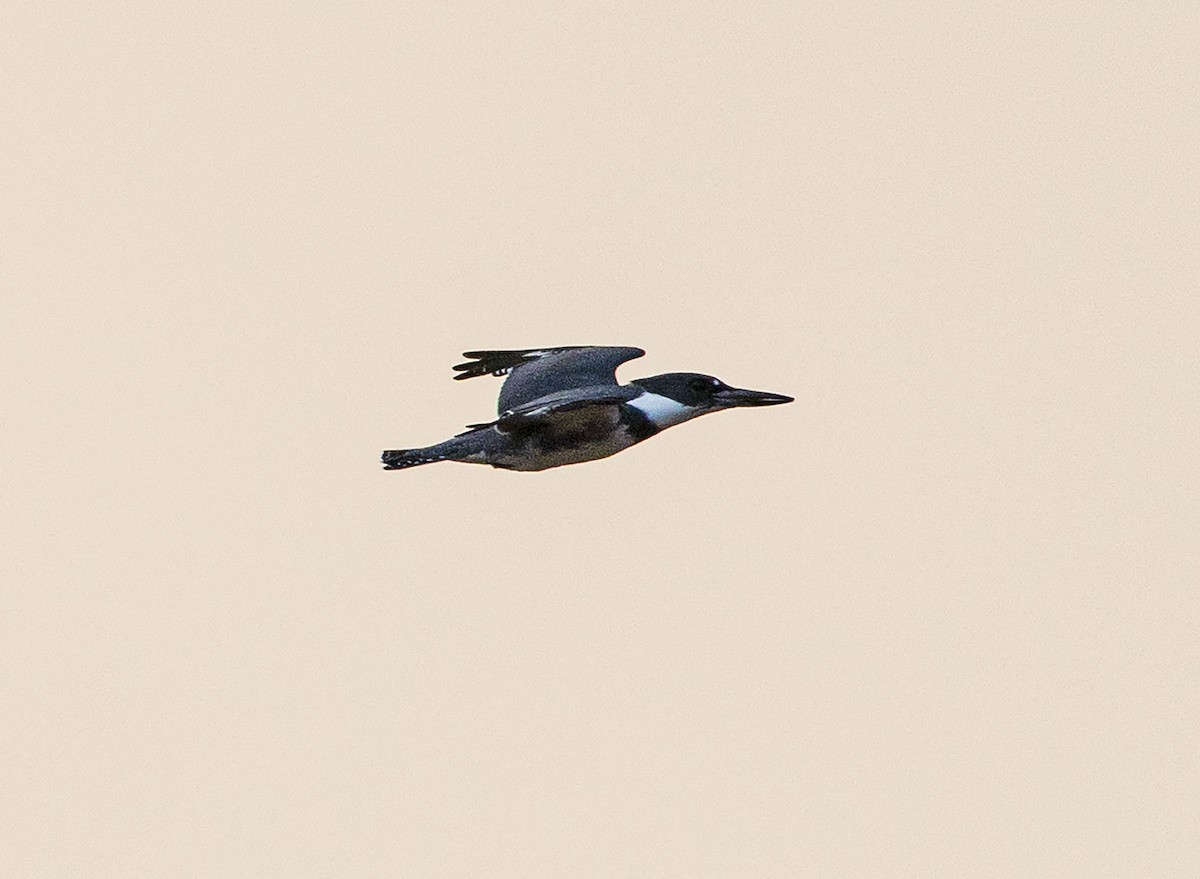 Belted Kingfisher - Jason Lott