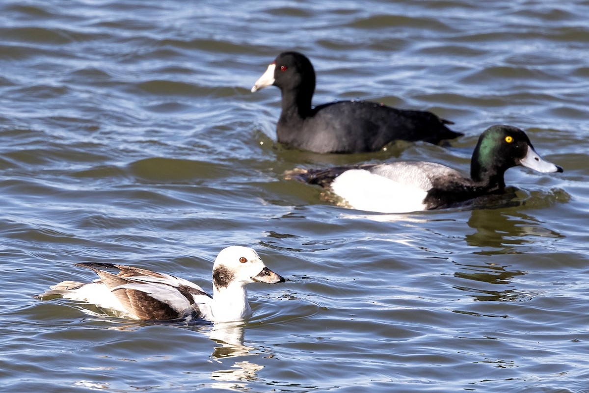Long-tailed Duck - ML314616591