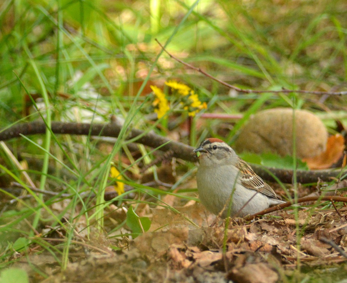 Chipping Sparrow - ML31461671