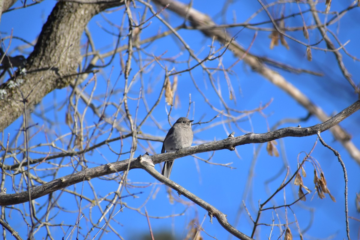 Townsend's Solitaire - ML314618121