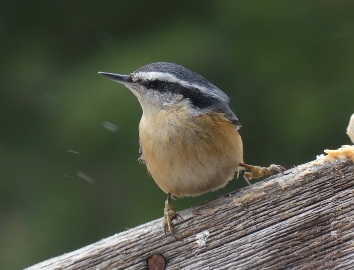Red-breasted Nuthatch - ML314619931