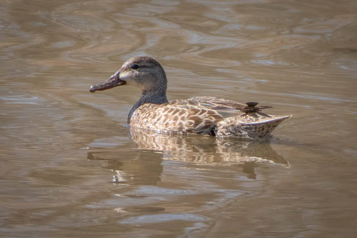 Blue-winged Teal - ML314621851