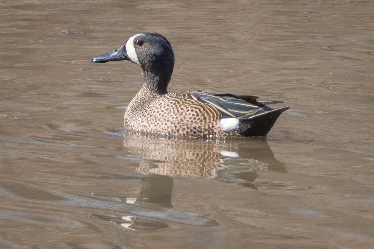 Blue-winged Teal - ML314621861
