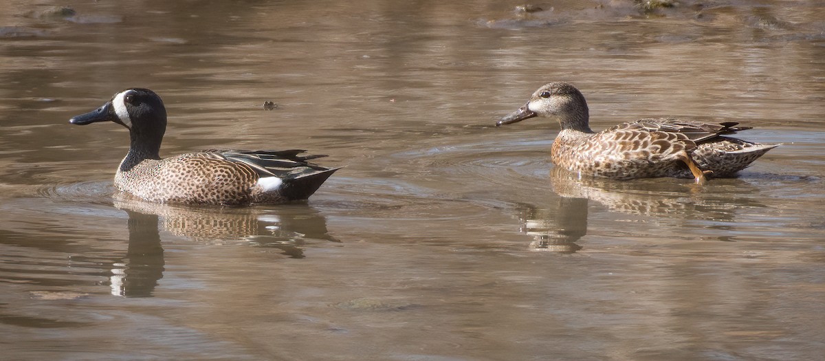 Blue-winged Teal - ML314621921