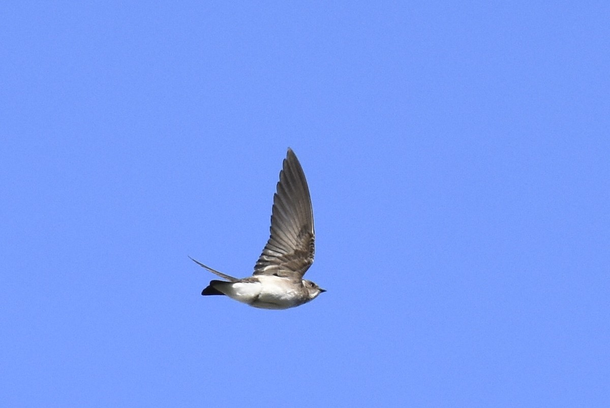 Northern Rough-winged Swallow - ML314624591