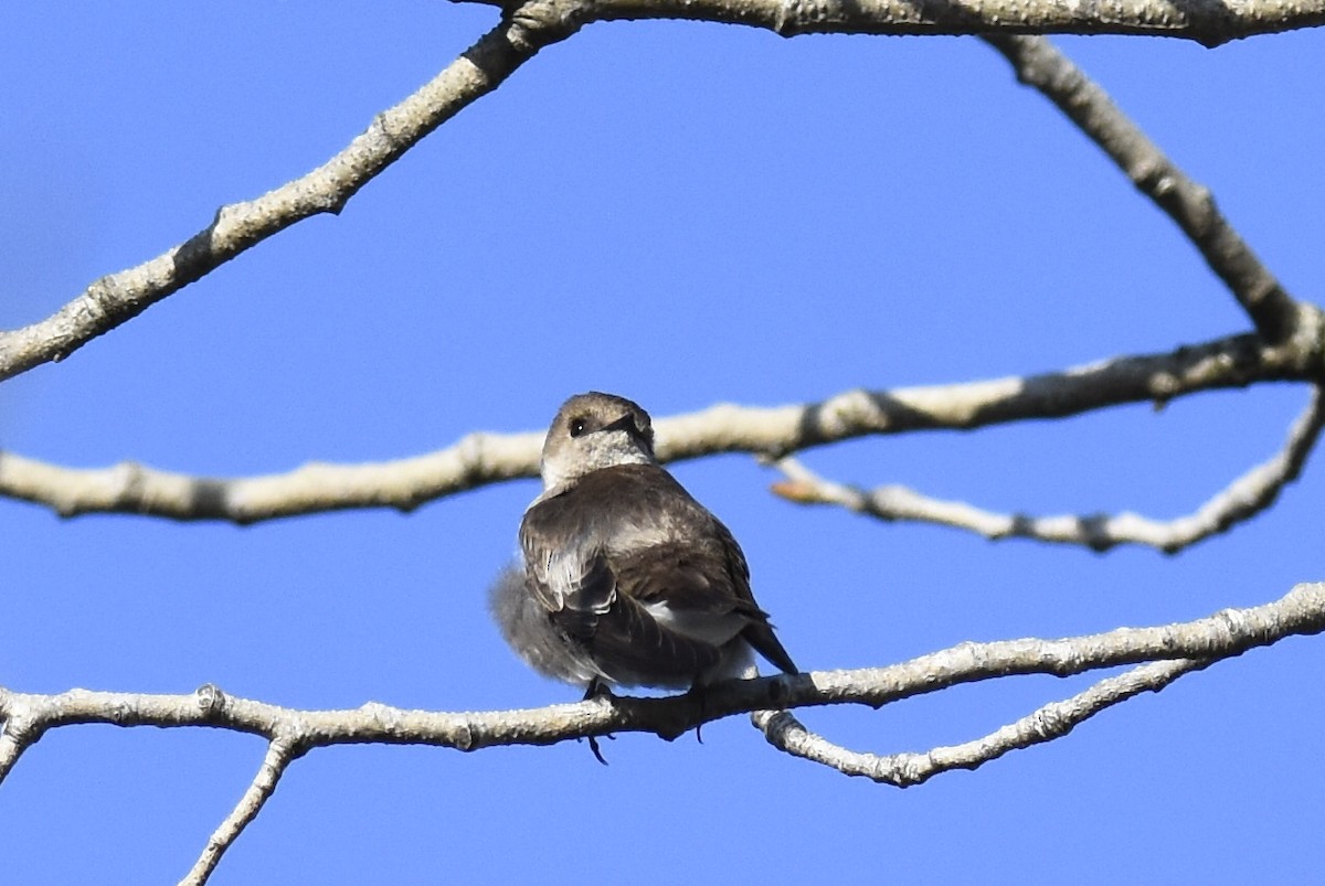 Northern Rough-winged Swallow - ML314624601