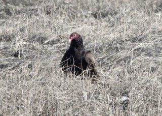 Turkey Vulture - Jim Carroll