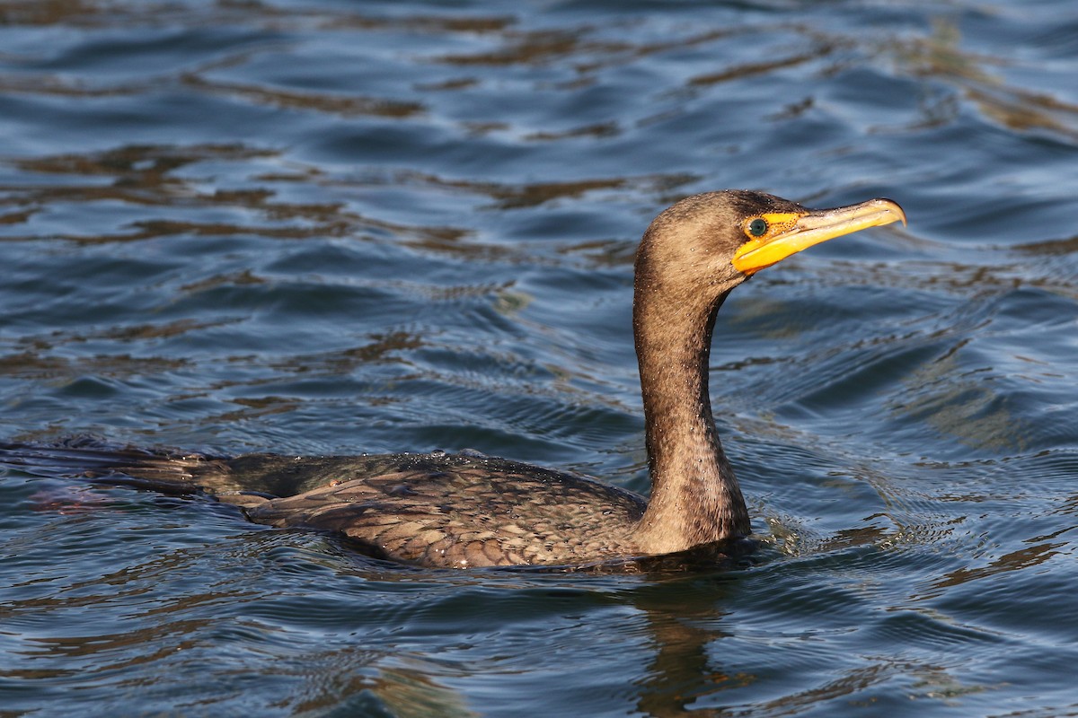 Double-crested Cormorant - Don Brode