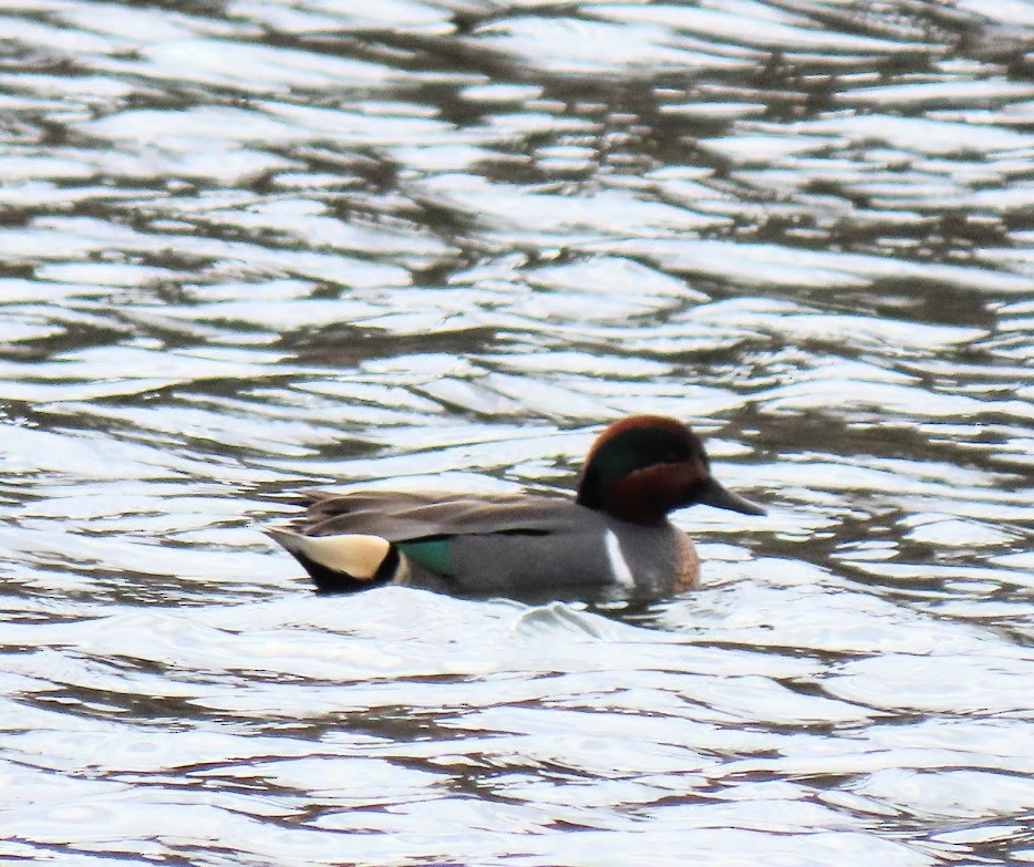 Green-winged Teal - ML314640921