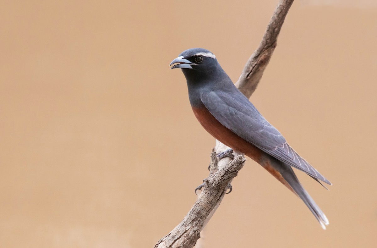 White-browed Woodswallow - ML314641441