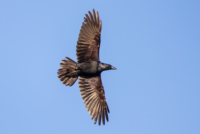 Identification Pitfalls--Crows and Ravens - eBird