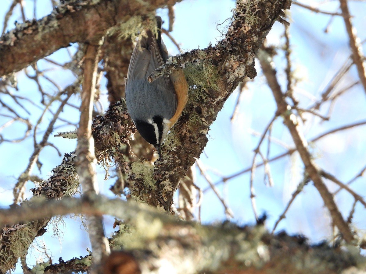 Red-breasted Nuthatch - ML314645191