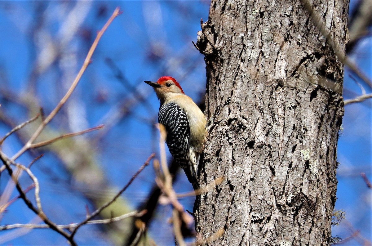 Red-bellied Woodpecker - ML314648521