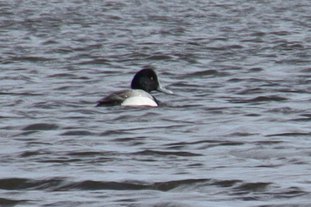 Greater Scaup - ML314649171
