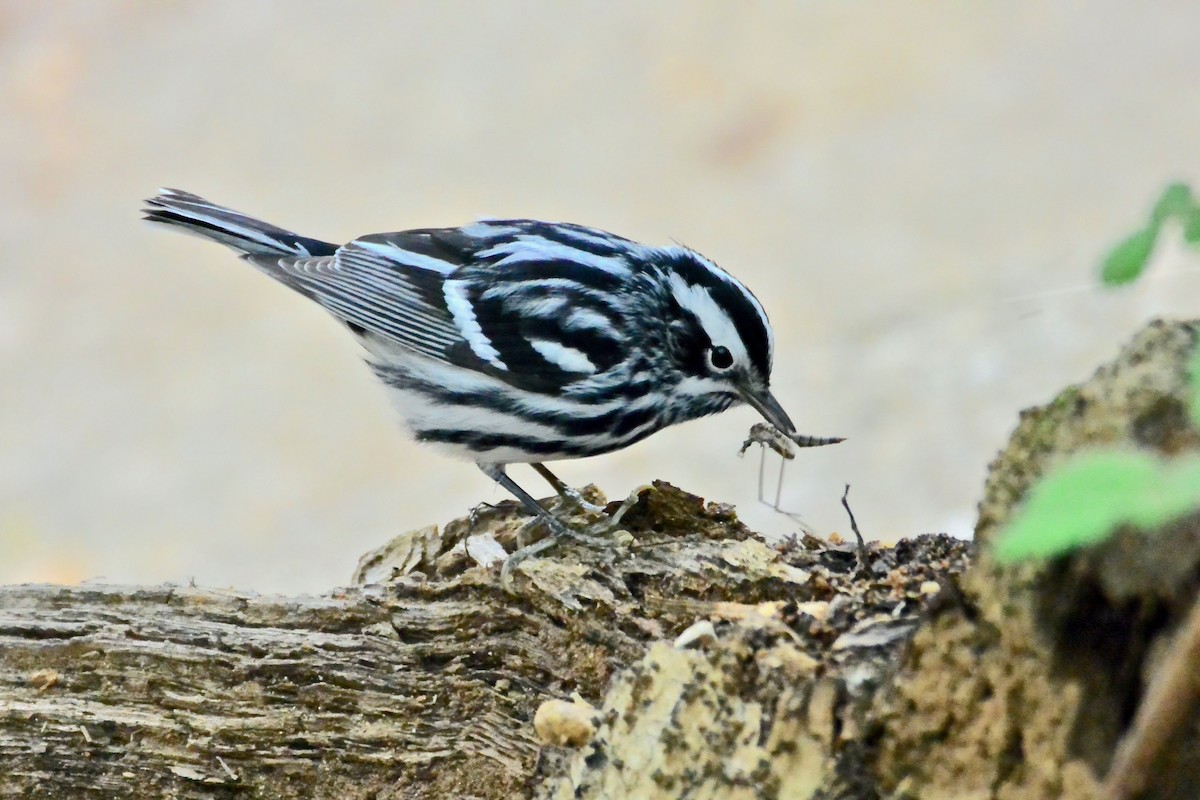 Black-and-white Warbler - ML314649891