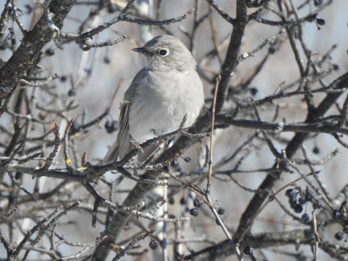 Townsend's Solitaire - ML314650761