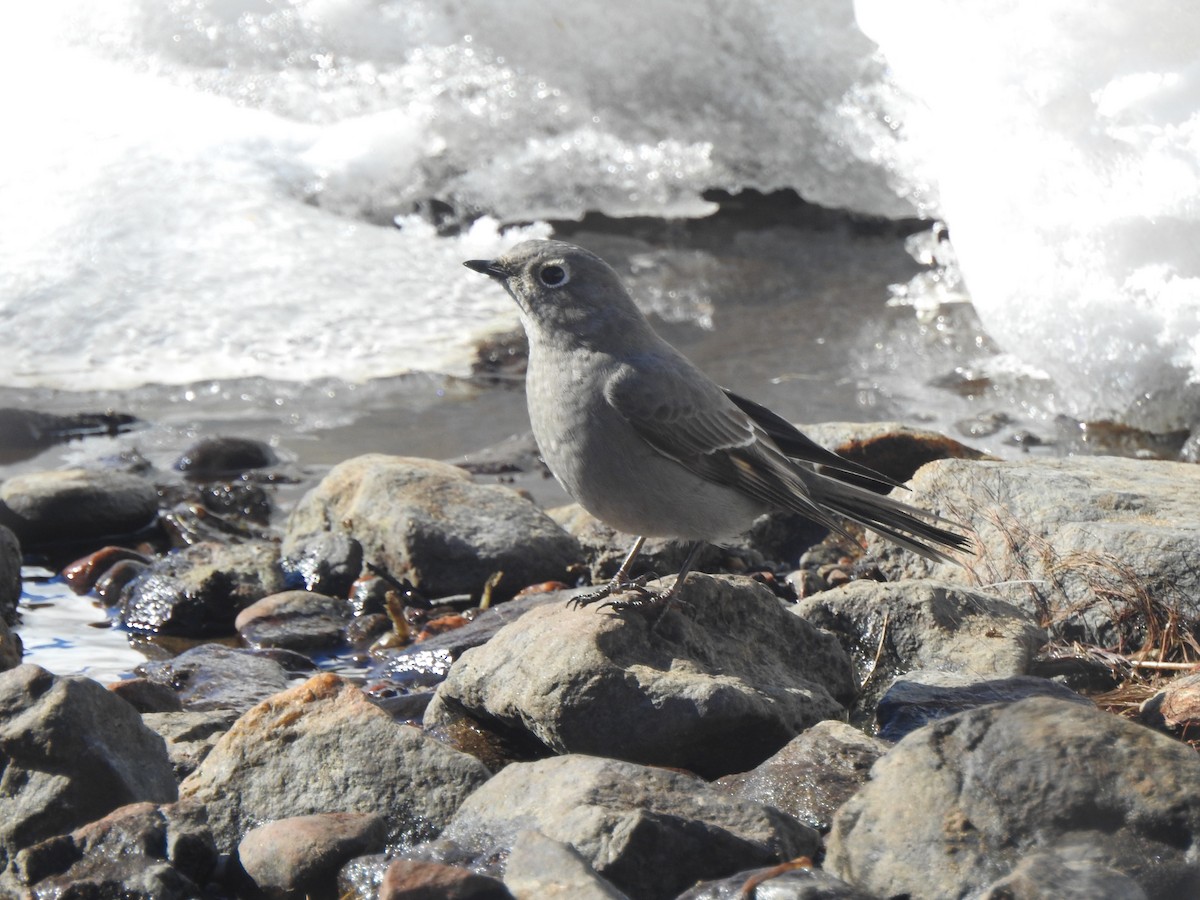 Townsend's Solitaire - ML314651301
