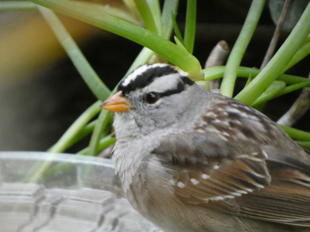 White-crowned Sparrow (Gambel's) - ML314653871