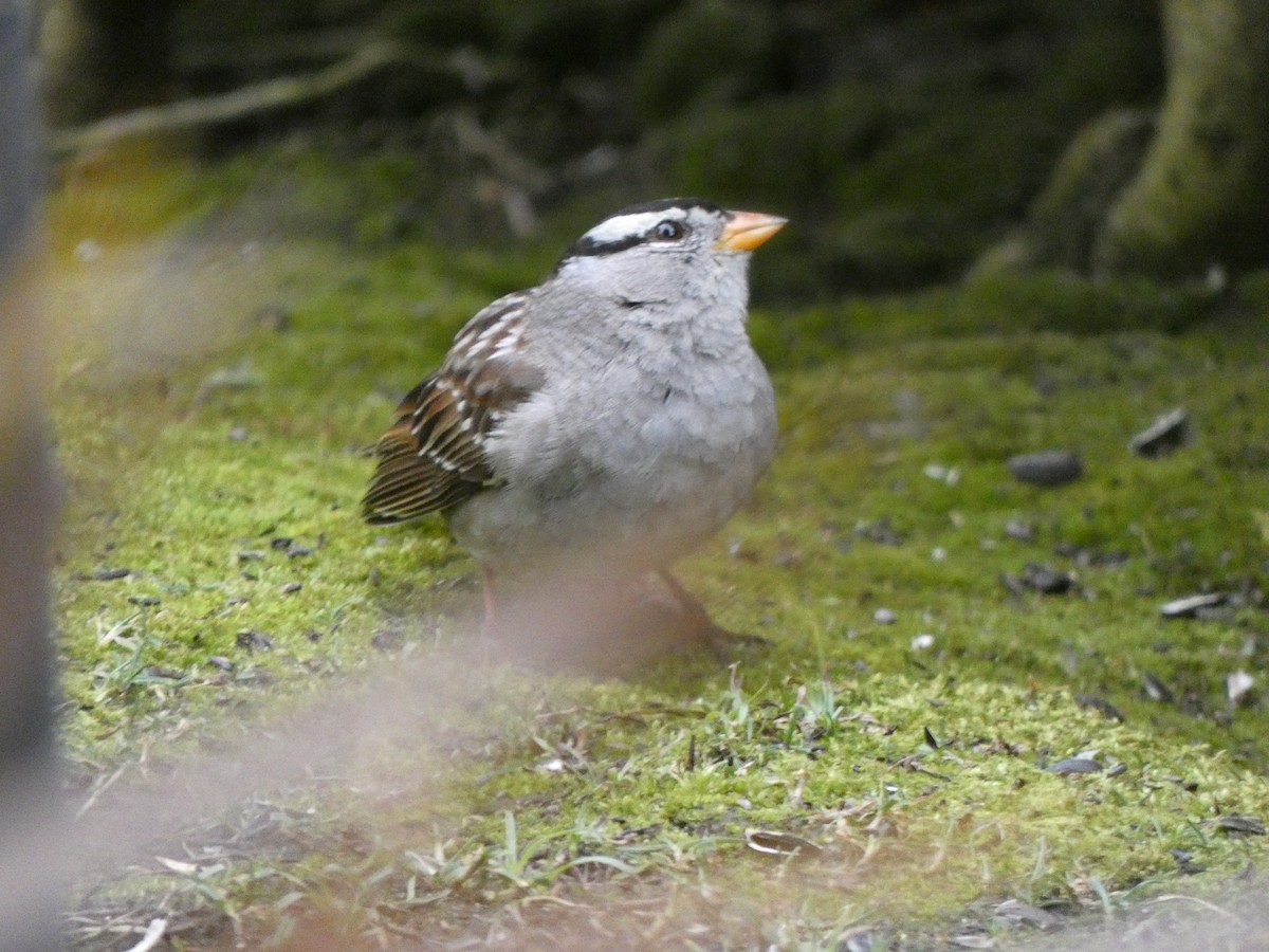 White-crowned Sparrow (Gambel's) - ML314653881