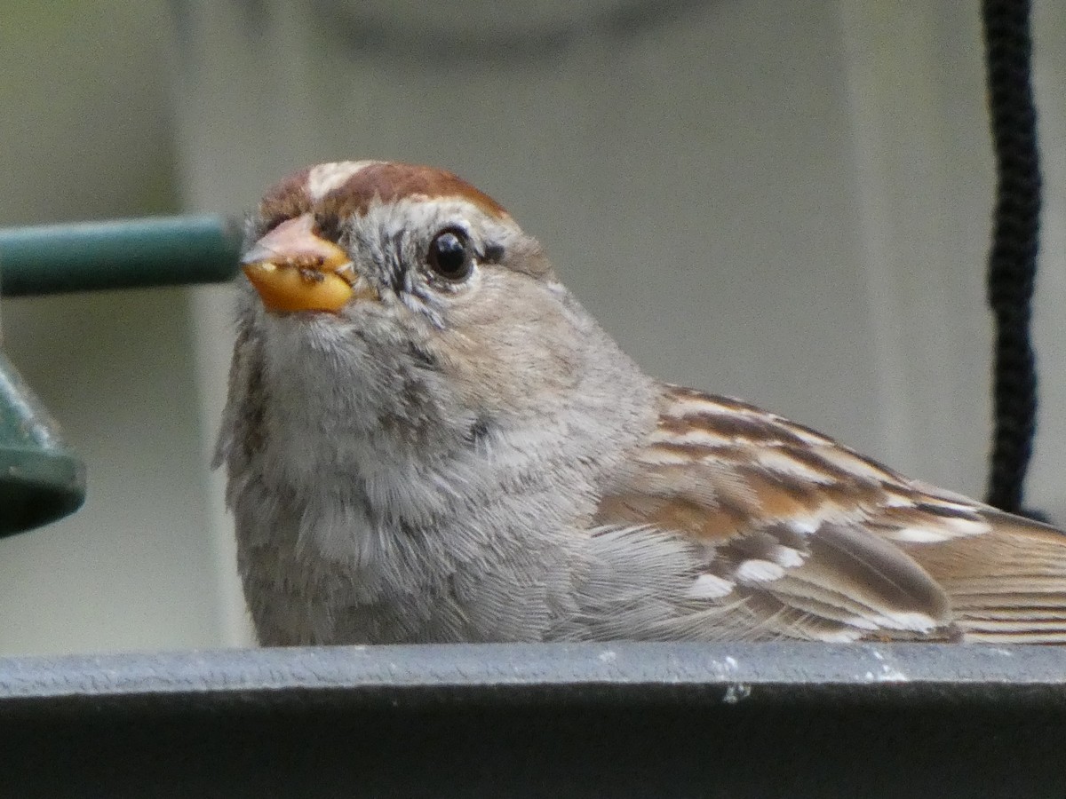 White-crowned Sparrow (Gambel's) - Braxton Landsman