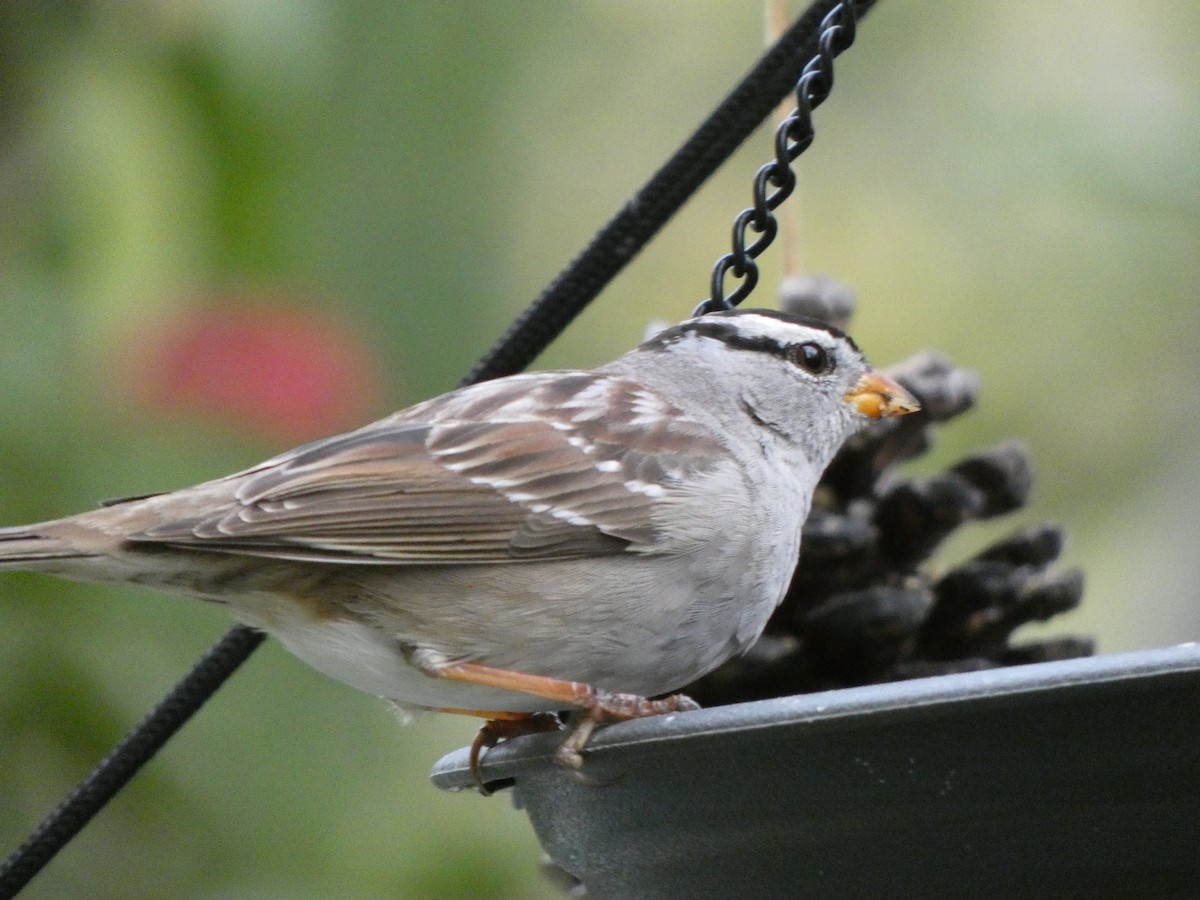 White-crowned Sparrow (Gambel's) - ML314653971