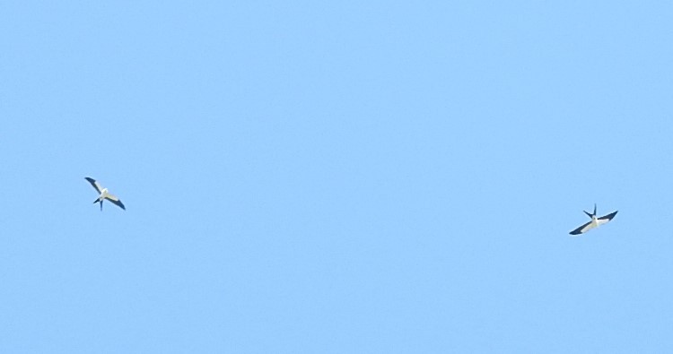 Swallow-tailed Kite - ML314655611
