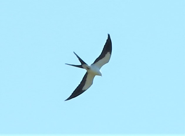 Swallow-tailed Kite - ML314655901