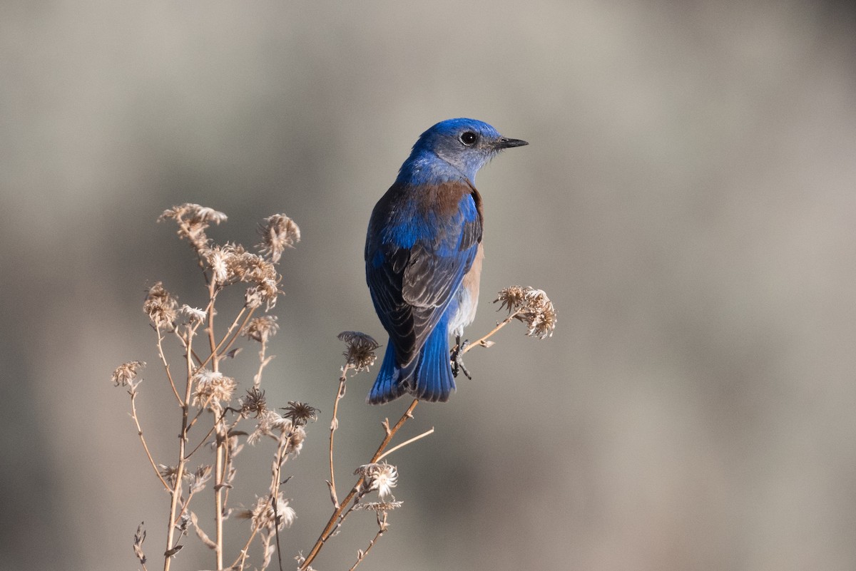 Western Bluebird - John C. Mittermeier