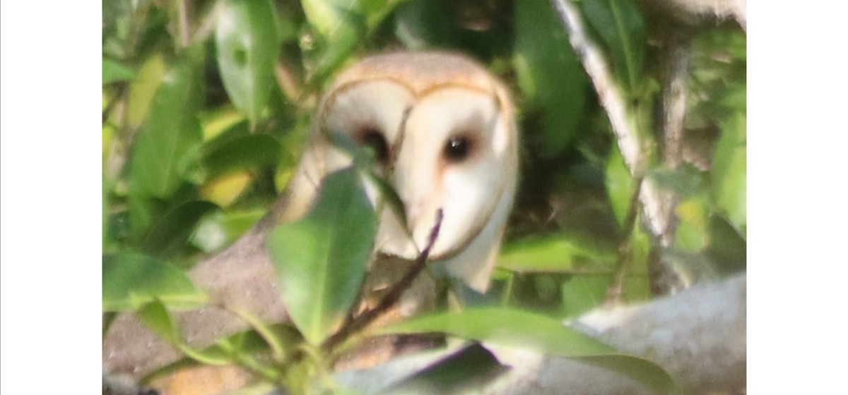 Barn Owl - Montserrat Guerrero Garcia